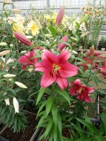 [5209 Redford Mak No01.JPG]